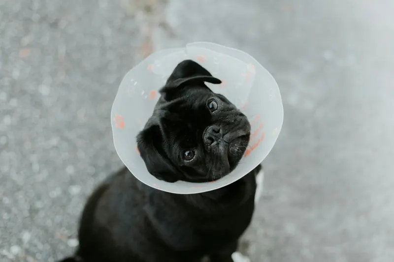 Perro con collar isabelino en recuperación