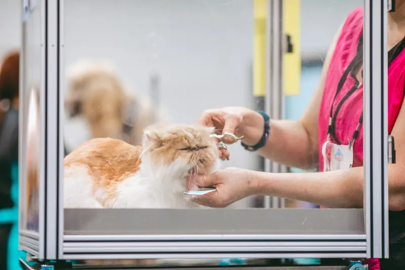 Peluquería felina a un gato de pelo largo