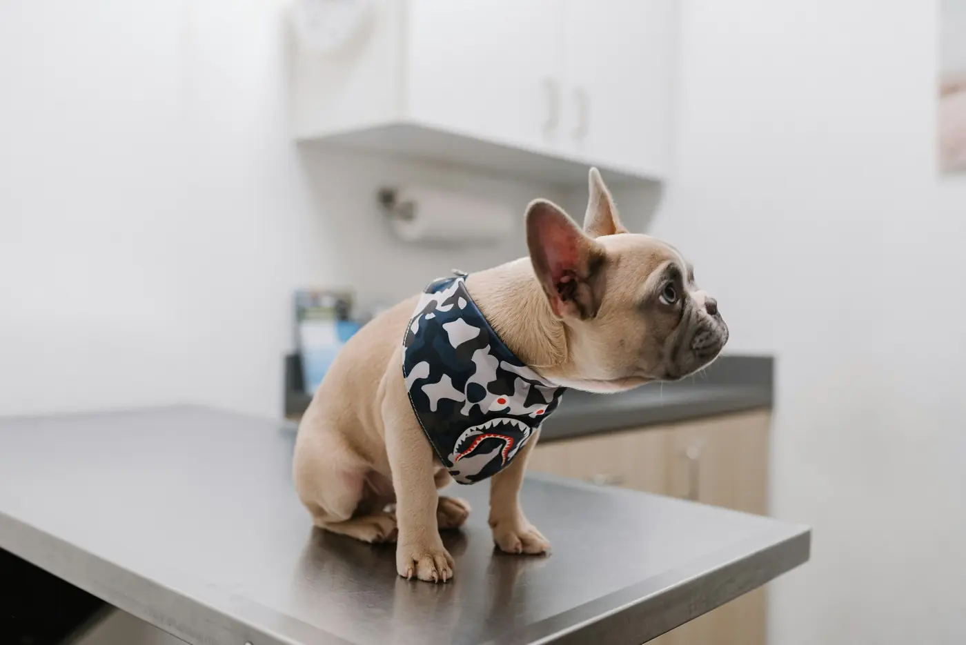 Perro sobre la mesa de atención de una clínica veterinaria