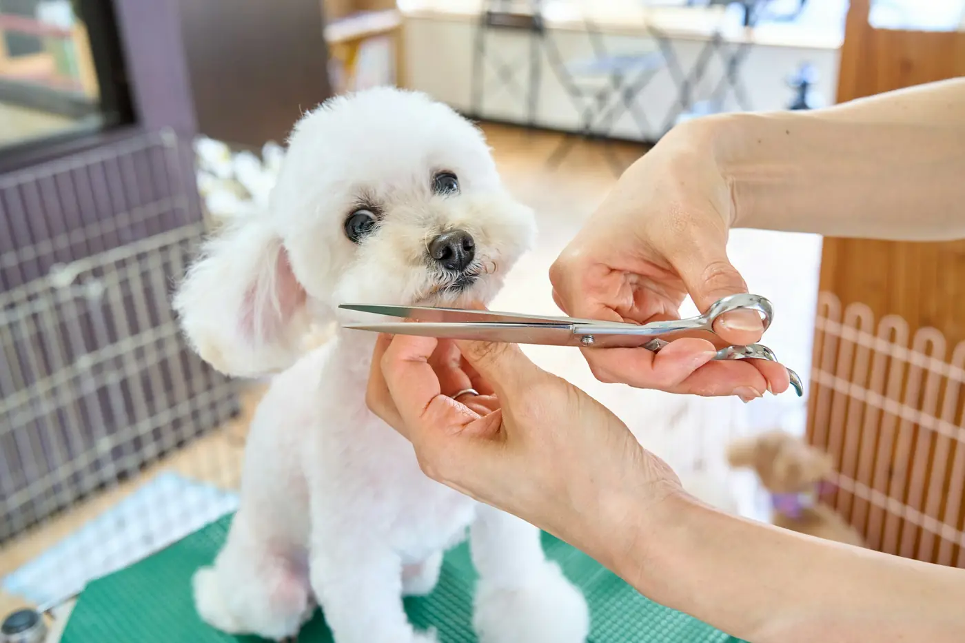 Perro poodle en un corte de pelo con tijera