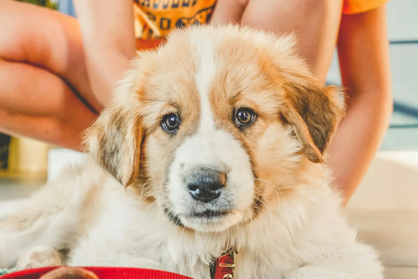 Cachorro en brazos de su familia antes de vacunarse